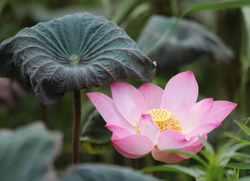 Lotus flower